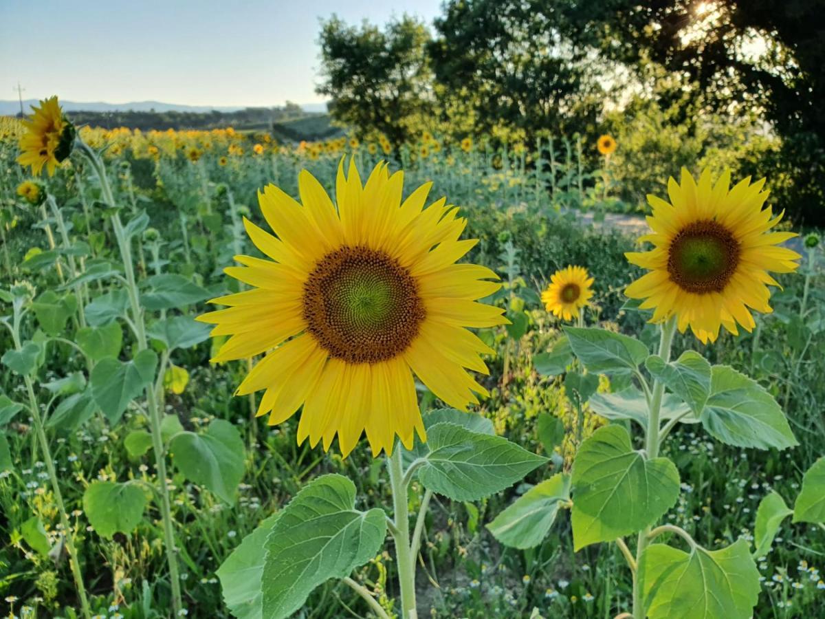 La Collina Bed & Breakfast Дерута Екстериор снимка